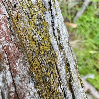 Chrysothrix sp. (genus) at O'Connor, ACT - 29 Oct 2025 by Hejor1