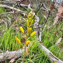 Bulbine bulbosa (Golden Lily, Bulbine Lily) at O'Connor, ACT - 29 Oct 2025 by Hejor1