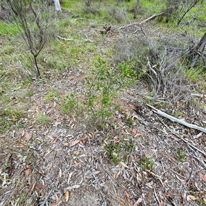 Styphelia (genus) at O'Connor, ACT - 29 Oct 2025 by Hejor1