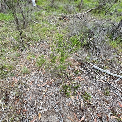 Styphelia (genus) at O'Connor, ACT - 29 Oct 2025 by Hejor1