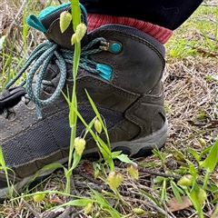 Briza maxima (Quaking Grass, Blowfly Grass) at O'Connor, ACT - 29 Oct 2025 by Hejor1