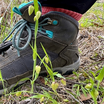 Briza maxima (Quaking Grass, Blowfly Grass) at O'Connor, ACT - 29 Oct 2025 by Hejor1