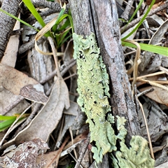 Flavoparmelia sp. at O'Connor, ACT - 29 Oct 2025 by Hejor1