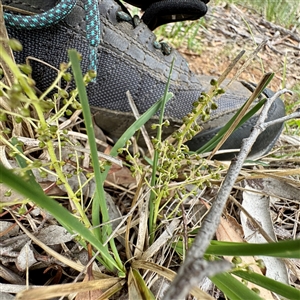 Lomandra filiformis subsp. filiformis (Wattle Matrush) at O'Connor, ACT - 29 Oct 2025 by Hejor1