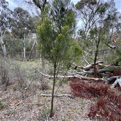 Exocarpos cupressiformis at O'Connor, ACT - 29 Oct 2025 by Hejor1