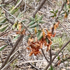 Styphelia (genus) at O'Connor, ACT - 29 Oct 2025 by Hejor1