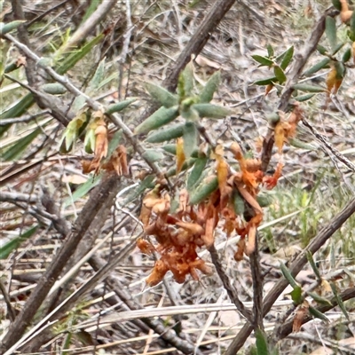Styphelia (genus) at O'Connor, ACT - 29 Oct 2025 by Hejor1