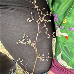 Dianella revoluta var. revoluta (Black-Anther Flax Lily) at O'Connor, ACT - 29 Oct 2025 by Hejor1