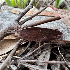 Goniaea australasiae (Gumleaf grasshopper) at O'Connor, ACT - 29 Oct 2025 by Hejor1