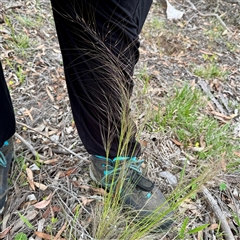 Austrostipa scabra (Corkscrew Grass, Slender Speargrass) at O'Connor, ACT - 29 Oct 2025 by Hejor1