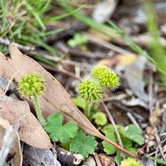 Hydrocotyle laxiflora (Stinking Pennywort) at O'Connor, ACT - 29 Oct 2025 by Hejor1