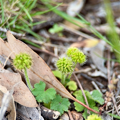 Hydrocotyle laxiflora (Stinking Pennywort) at O'Connor, ACT - 29 Oct 2025 by Hejor1
