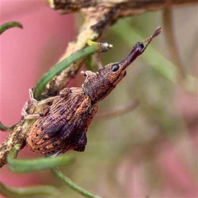 Eurhynchus (genus) (A straight snouted weevil) at O'Connor, ACT - 29 Oct 2025 by Hejor1