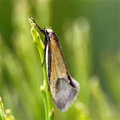 Philobota undescribed species near arabella (A concealer moth) at O'Connor, ACT - 29 Oct 2025 by Hejor1
