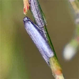 Lepidoptera unclassified ADULT moth (Unidentified - Moth) at O'Connor, ACT - 29 Oct 2025 by Hejor1