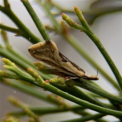 Thema macroscia (A Concealer moth (Chezala group) at O'Connor, ACT - 29 Oct 2025 by Hejor1