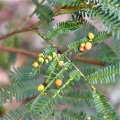 Austroacacidiplosis botrycephalae (A Gall Midge) at O'Connor, ACT - 29 Oct 2025 by Hejor1