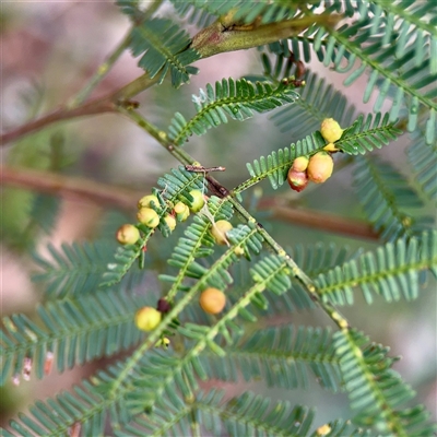 Austroacacidiplosis botrycephalae (A Gall Midge) at O'Connor, ACT - 29 Oct 2025 by Hejor1