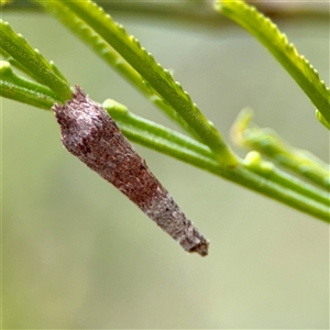 Conoeca guildingi (A case moth) at O'Connor, ACT - 29 Oct 2025 by Hejor1