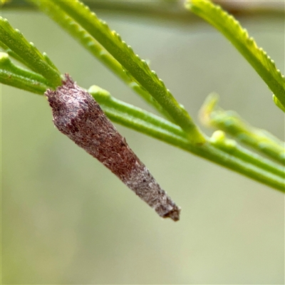 Conoeca guildingi (A case moth) at O'Connor, ACT - 29 Oct 2025 by Hejor1