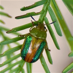 Calomela parilis (Leaf beetle) at O'Connor, ACT - 29 Oct 2025 by Hejor1