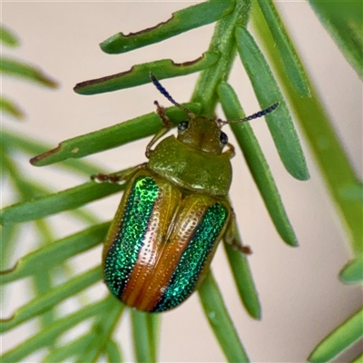 Calomela parilis (Leaf beetle) at O'Connor, ACT - 29 Oct 2025 by Hejor1