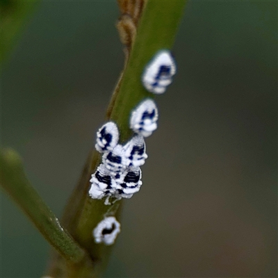 Melanococcus albizziae (Acacia Mealybug) at O'Connor, ACT - 29 Oct 2025 by Hejor1