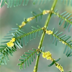 Acacia insect gall at O'Connor, ACT - 29 Oct 2025 by Hejor1