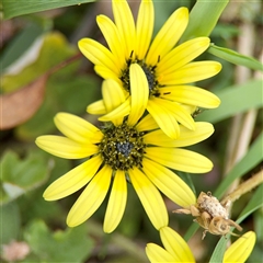 Arctotheca calendula (Capeweed, Cape Dandelion) at O'Connor, ACT - 29 Oct 2025 by Hejor1