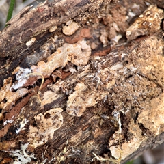 zz Polypore (shelf/hoof-like) at O'Connor, ACT - 29 Oct 2025 by Hejor1