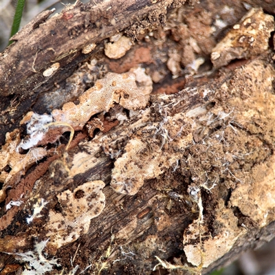 zz Polypore (shelf/hoof-like) at O'Connor, ACT - 29 Oct 2025 by Hejor1