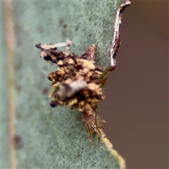 Chrysopidae (family) (Unidentified Green lacewing) at O'Connor, ACT - 29 Oct 2025 by Hejor1