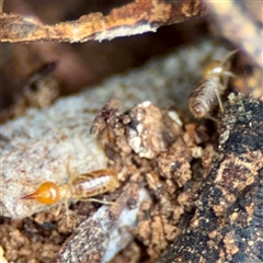 Nasutitermes exitiosus (Snouted termite, Gluegun termite) at O'Connor, ACT - 29 Oct 2025 by Hejor1