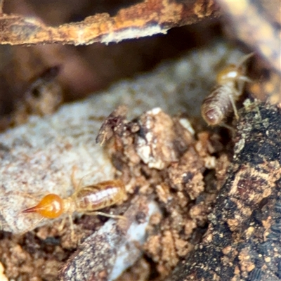 Nasutitermes exitiosus (Snouted termite, Gluegun termite) at O'Connor, ACT - 29 Oct 2025 by Hejor1