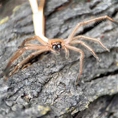 Delena cancerides (Social huntsman spider) at O'Connor, ACT - 29 Oct 2025 by Hejor1