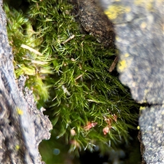 Campylopus at O'Connor, ACT - 29 Oct 2025 by Hejor1