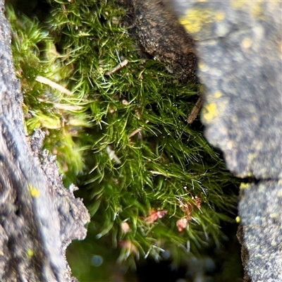 Campylopus at O'Connor, ACT - 29 Oct 2025 by Hejor1