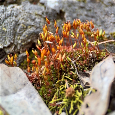 Rosulabryum sp. at O'Connor, ACT - 29 Oct 2025 by Hejor1