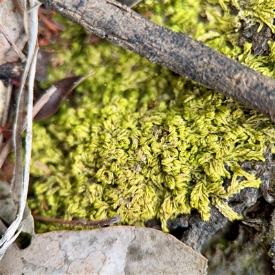 Chiloscyphus semiteres at O'Connor, ACT - 29 Oct 2025 by Hejor1