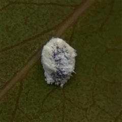 Coccoidea (superfamily) (Mealy bug or scale insect) at O'Connor, ACT - 29 Oct 2025 by Hejor1