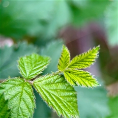 Rubus anglocandicans at O'Connor, ACT - 29 Oct 2025 by Hejor1