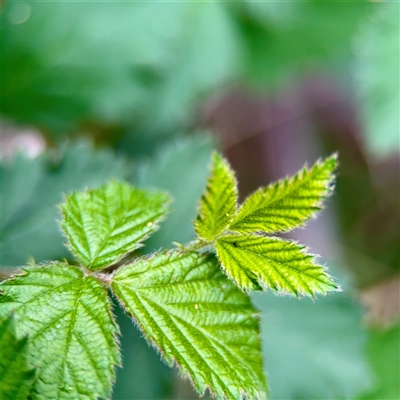 Rubus anglocandicans at O'Connor, ACT - 29 Oct 2025 by Hejor1