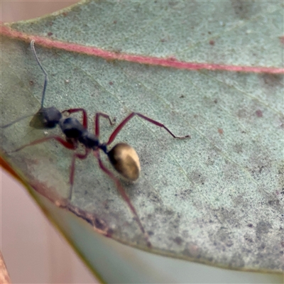 Camponotus suffusus (Golden-tailed sugar ant) at O'Connor, ACT - 29 Oct 2025 by Hejor1