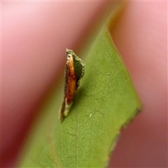 Lepidoptera unclassified IMMATURE (caterpillar or pupa or cocoon) at O'Connor, ACT - 29 Oct 2025 by Hejor1