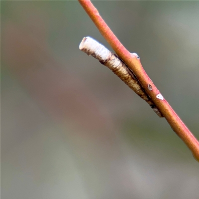 Machaerotinae sp. (subfamily) (Tube Spittlebug) at O'Connor, ACT - 29 Oct 2025 by Hejor1