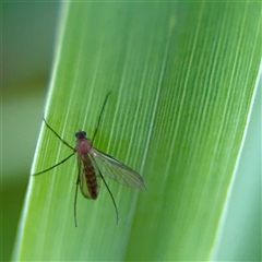 Mycetophilidae (family) (A fungus gnat) at O'Connor, ACT - 29 Oct 2025 by Hejor1