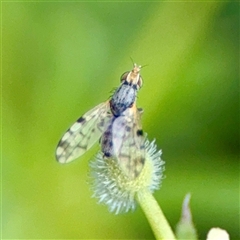 Austrotephritis pelia (Australian Fruit Fly) at O'Connor, ACT - 29 Oct 2025 by Hejor1