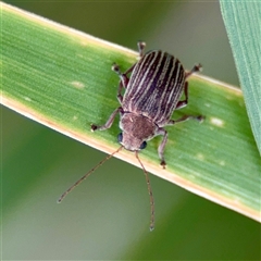Edusella lineata (Leaf beetle) at O'Connor, ACT - 29 Oct 2025 by Hejor1