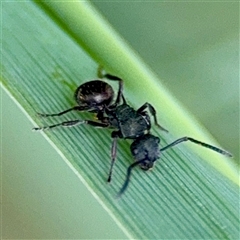 Polyrhachis hookeri (Spiny ant) at O'Connor, ACT - 29 Oct 2025 by Hejor1