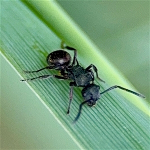 Polyrhachis hookeri (Spiny ant) at O'Connor, ACT - 29 Oct 2025 by Hejor1
